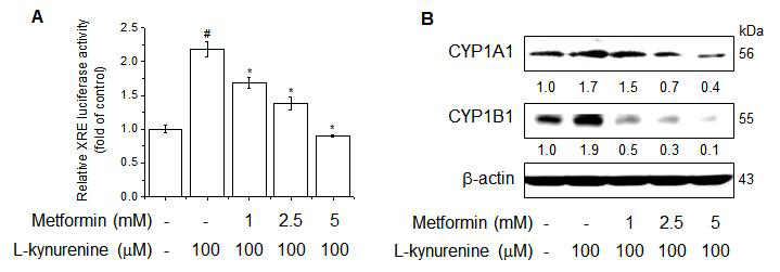 Metformin attenuates endogenous AhR ligand-induced CYP1A1 and CYP1B1 expression by reducing tryptophan-2,3-dioxygenase expression in MCF-7 breast cancer cells.