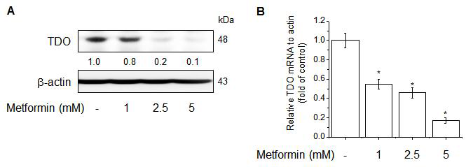 Effects of metformin on TDO gene expression. (A) Western blotting indicated that metformin suppresses TDO protein levels in MCF-7 cells. (B) qRT-PCR analysis showed that metformin reduces TDO mRNA levels in MCF-7 cells.