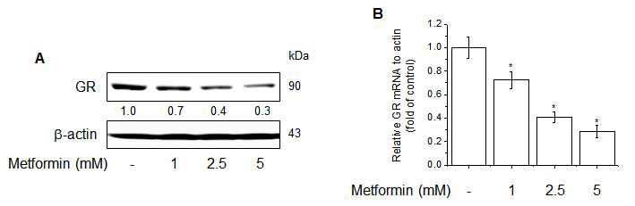 Effects of metformin on GR gene expression. (A) Effects of metformin on GR protein levels as determined by Western blotting. (B) Effect of metformin on GR mRNA levels as determined by qRT-PCR.