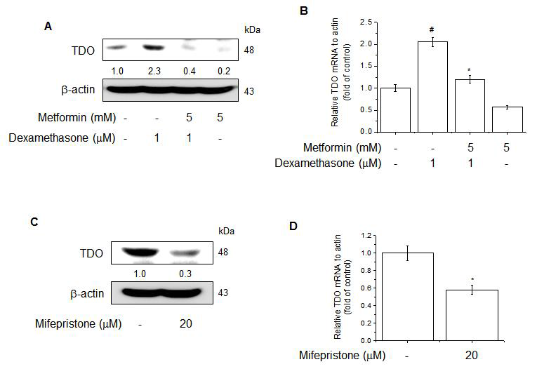 The suppression of TDO expression by metformin is mediated via down-regulation of GR proteins. (A and B) Metformin attenuates synthetic glucocorticoid receptor agonist dexamethasone-induced TDO protein and mRNA levels in MCF-7 cells. (C and D) TDO protein expression was analysed by Western blotting. TDO mRNA was analysed by qRT-PCR.