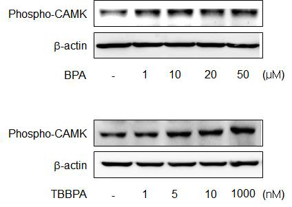 Effects of TBBPA and Bisphenol A on CaMKI activation. RBL-2H3 cells were treated with vehicle, TBBPA and Bisphenol A for 30 min. Cells were harvested and suspended in the lysis buffer. In each lane, cell lysates were separated by 10% SDS-PAGE and examined by Western blot analysis.