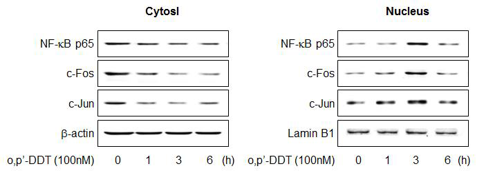 Effects of o,p'-DDT on NF-κB p65, c-Fos and c-Jun nuclear translocation in A549 cells.