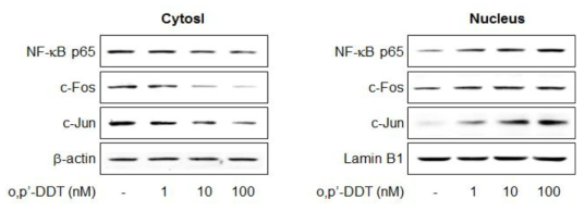 Effects of o,p'-DDT on NF-κB p65, c-Fos and c-Jun nuclear translocation in A549 cells.