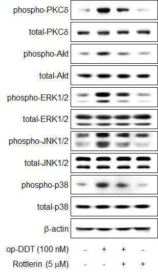 Effects of o,p'-DDT-induced PKCδ activation on Akt and MAPKs in A549 cells.