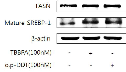 Effect of TBBPA and o,p'-DDT-induced FAS and mature SREBP-1c protein expression in MCF-7 cells. Cells were treated with TBBPA and o,p'-DDT for 24 h. Expression of FAS and muture SREBP-1c were determined by Western blotting.