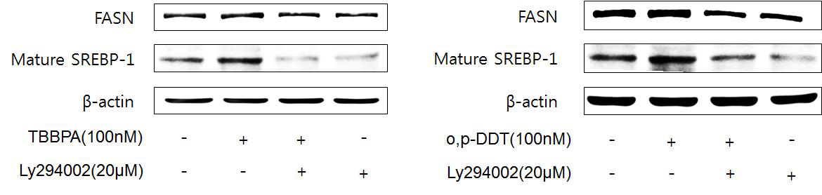 Effect of TBBPA and o,p'-DDT-induced Akt and AMPK phosphorylation in MCF-7 cells.