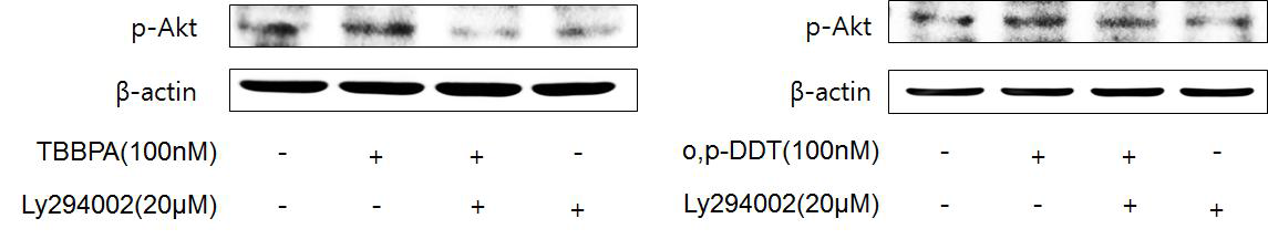 Effect of TBBPA and o,p'-DDT-induced Akt and AMPK phosphorylation in MCF-7 cells.