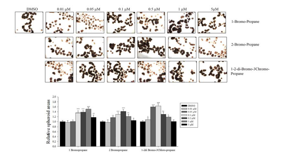 Effects of three bromo compounds on spheroid formation in DLD1 cells. 1-Bromopropane, 2-bromopropane, and 1,2-dibromopropane were treated to the cells and cultured for 3 weeks. Formed spheroids were counted and found that spheroid area were increased.