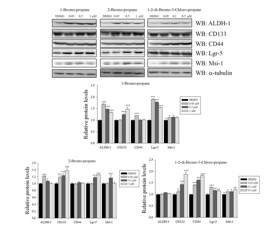 Effects of three bromo compounds on the protein expression of stem cell markers in CSC221 cells. Each protein was analyzed by Wester immunoblotting.