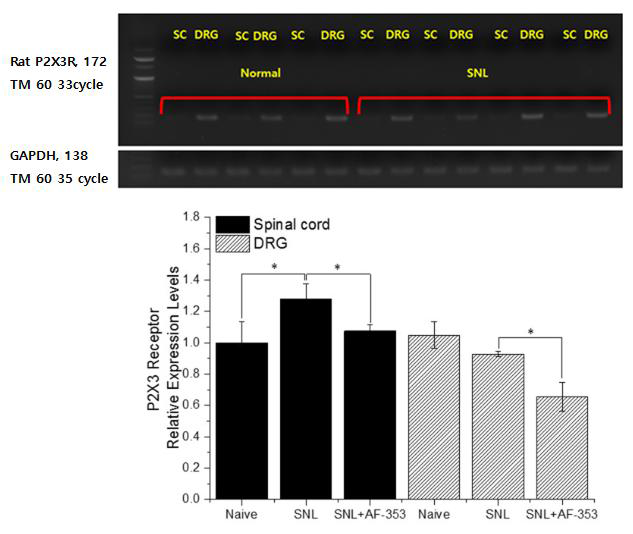 P2X3 Receptor expression level Rat (D-14)