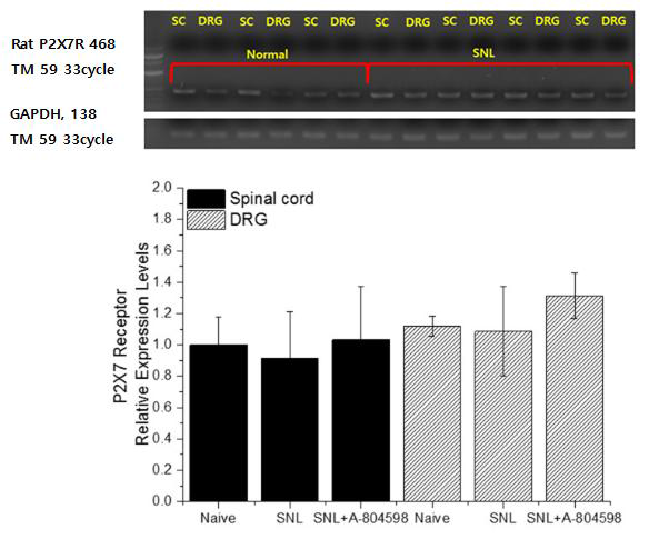 P2X7 Receptor expression level Rat (D-14)