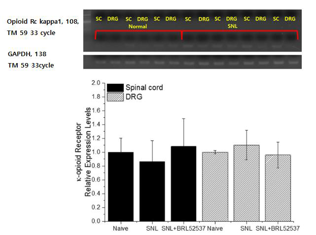 Kappa opioid receptor expression level Rat (D-14)