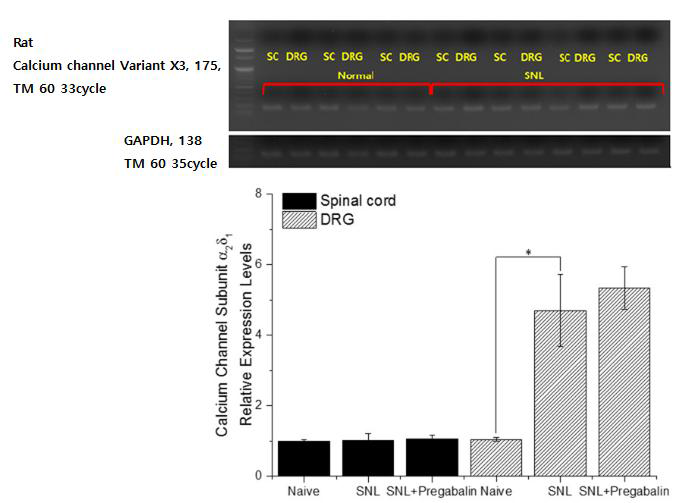 Calcium channel expression level Rat (D-14)