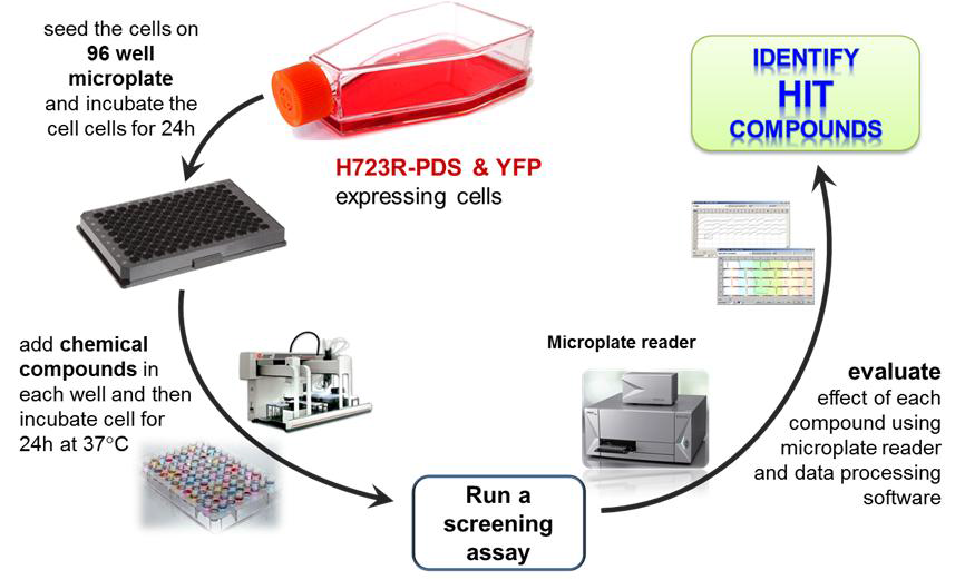 세포 기반의 HTS 수행 모식도