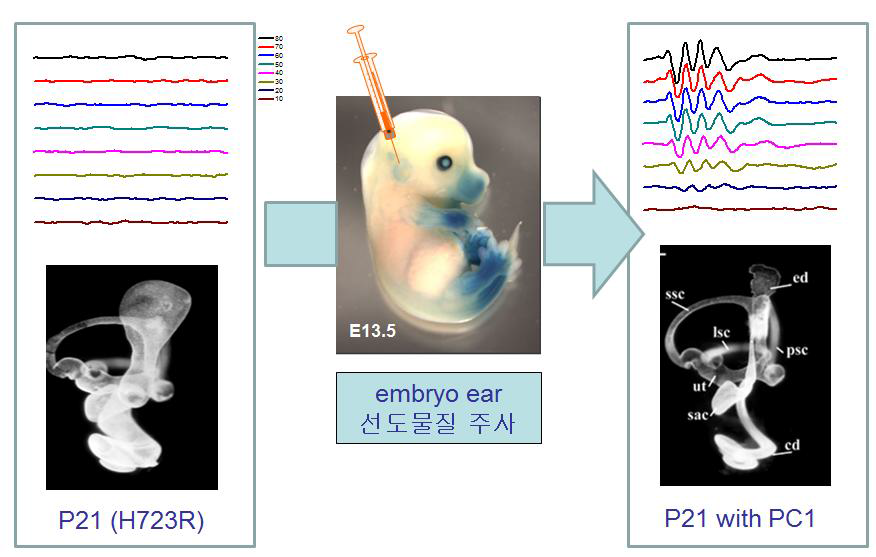마우스배아(e13.5일)에 펜드린 교정제를 투여하여 청력회복 및 내이기형 교정효 과를 확인할 예정임
