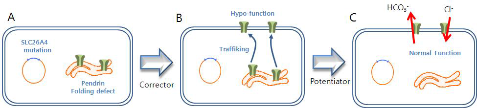 펜드린 corrector와 potentiator의 역할