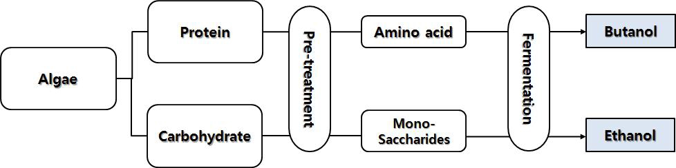 조류 바이오 알코올 제조 공정도