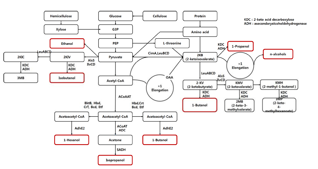 바이오연료 생산을 위한 CoA-dependent pathway 및 2-keto acid pathway [Edna N. Lamsen and Shota Atsumi, 2012]