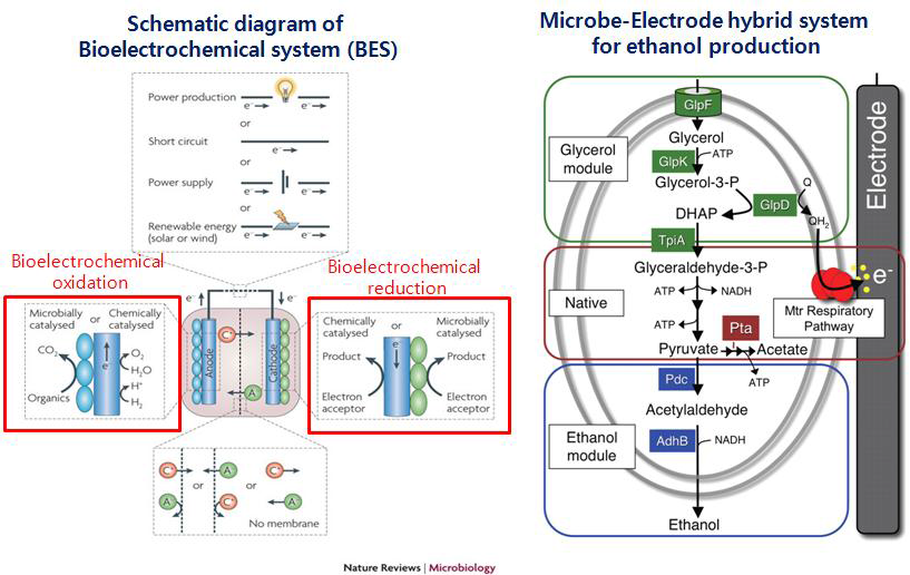 Schematic diagram of Bioelectrochemical System(BES) and microbial electrosynthesis (Rabaey and Rozendal 2010); Microbe-electrode hybrid system (Flynn et al. 2010)