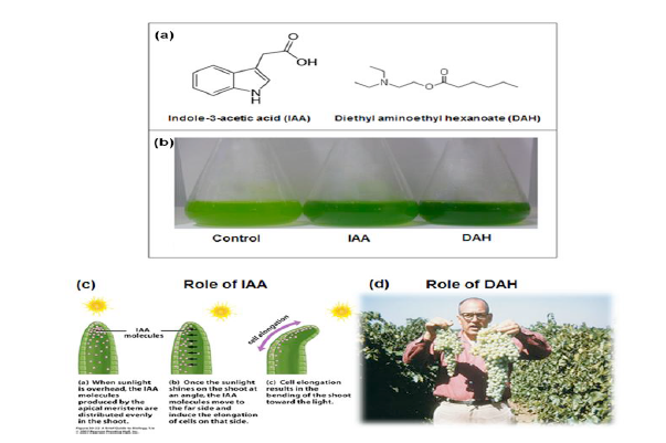 IAA와 DAH의 화학적 구조(a), 10-5 M IAA와 DAH 주입 전(control) · 후 미세조류 성장비교(b), IAA(c) 및 DAH 기능(d)