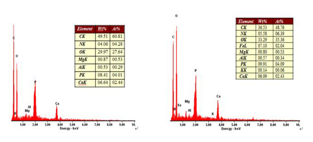 조류와 같이 침전된 물질의 Energy Dispersive X-ray Spectrum 분석결과 (왼쪽- CMW; 오른쪽- MWF 3%)