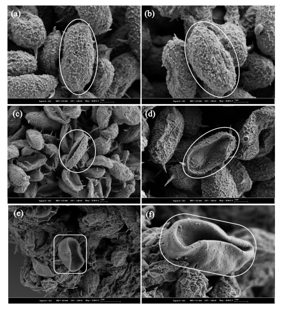 미세조류 C. mexicana 세포 SEM 이미지 : 전처리하지 않은 상태 (a, b), 초음파 처리된 세포 (c, d), 초음파 처리 후 효소 가수분해 된 세포 (e, f)