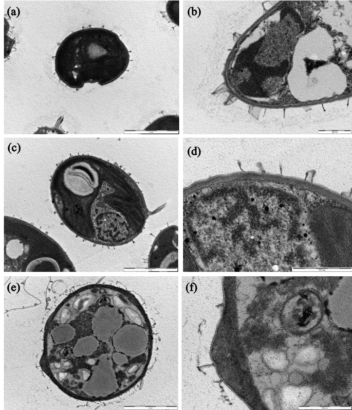 미세조류 C. mexicana 세포 TEM 이미지 : 전처리 하지 않은 상태 (a, b),초음파 처리된 세포 (c, d), 초음파 처리 후 효소 가수분해 된 세포 (e, f)