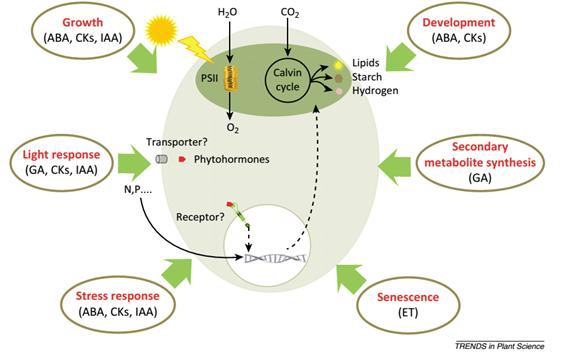 Role of phytohormone in microalgal cells