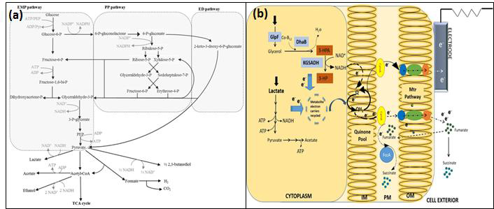 Glucose metabolic pathway of Klepsiella pneumoniae L17(a); Schematic diagram of metabolic pathway of recombinant Shewanella oneidensis MR-1(b)