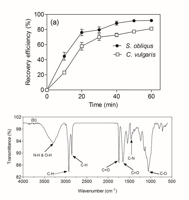 Recovery efficiency of S. obliquus and C. vulgaris microalgal cells using M. oleifera (a) and Fourier transform infrared spectroscopy (FT-IR) spectra of M. oleifera seed (b)