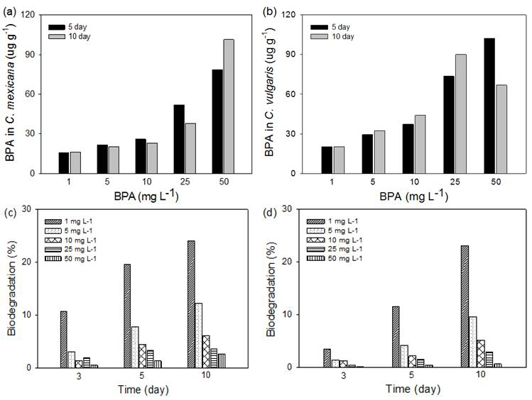 Accumulation and biodegradation of BPA by (a, c) C. mexicana and (b, d) C. vulgaris,cultivated in different BPA concentrations