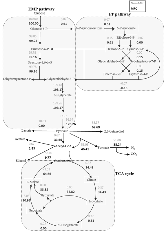 In silico metabolic flux analysis in Kp L17 resulted from non-MFC and MFC fermentations without addition of mediator