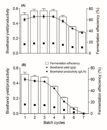 Bioethanol yield, productivity, and fermentation efficiency of regenerated (RG) (A) and non-regenerated (NRG) (B) beads