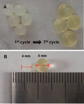 Photograph of RG beads on the 1st and 7th cycles (A). Enlargement of regenerated (RG) beads after 7 cycles (B)