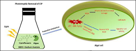 Toxic mechanism of CIP on C. mexicana cells and the related protective alterations