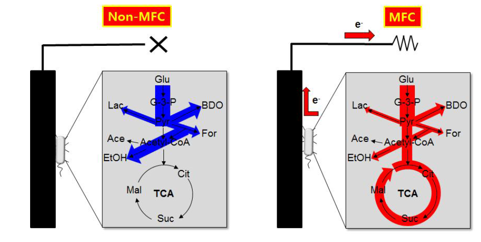 미생물 연료 전지 (MFC)와 대조군 (non-MFC)의 전자 방출에 따른 내부 대사 경로의 변화