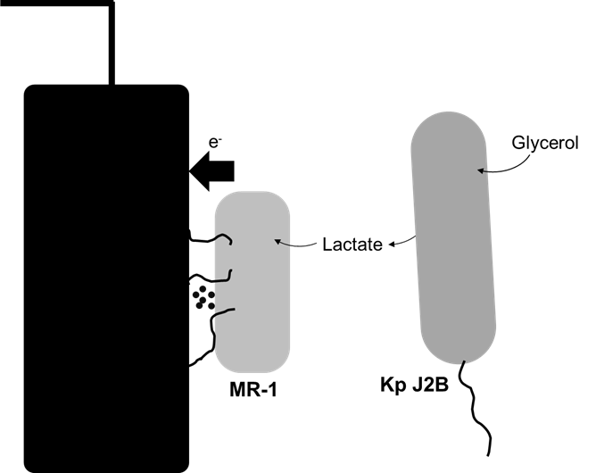 K. pneumoniae J2B와 S. oneidensis MR-1의 공배양 시스템을 통한 glycerol의 대사 및 부산물 lactate의 산화에 의한 미생물 연료 전지의 전기 발생