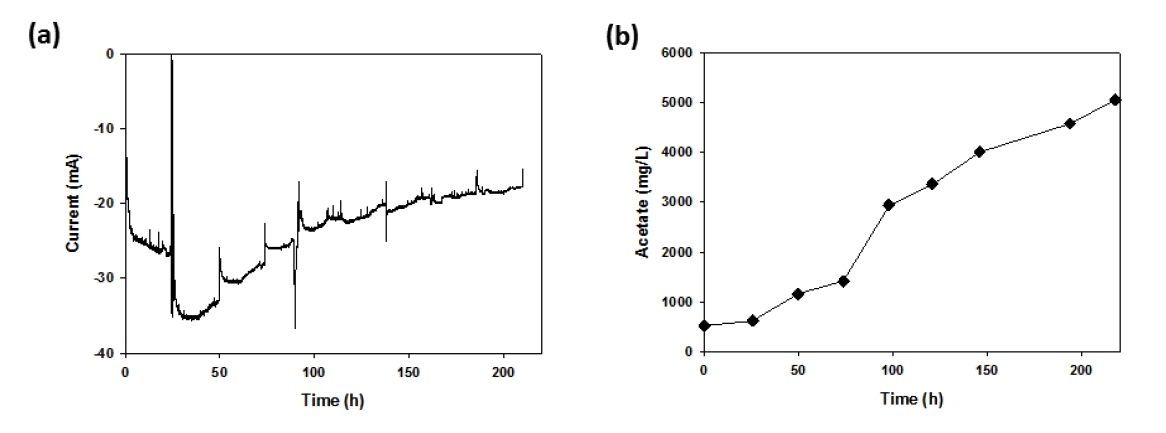 BES 반응기에 CO2 조건에서 –1.1V vs Ag/AgCl을 인가하면서 (a) 측정된 전류소모 결과, (b) 아세트산 생성결과 561mg/L/d 의 생산속도가 확인
