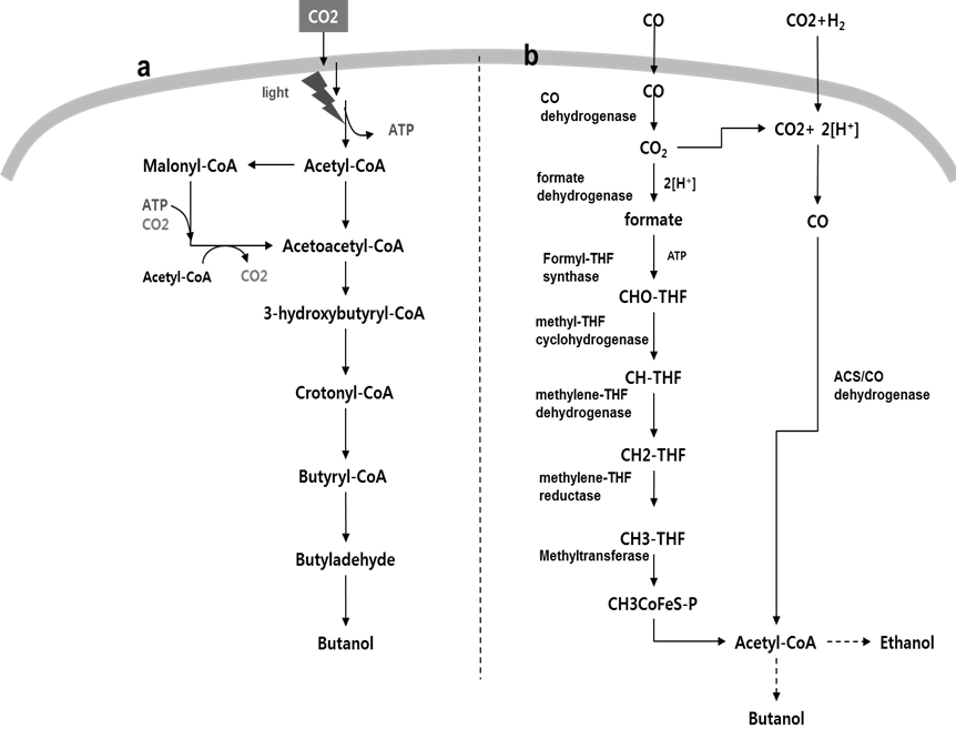 바이오 부탄올 생산을 위한 대사과정 경로, Cyanobacteria, Synechococcus elongates 내 (a),Clostridium sp. 내 (b)