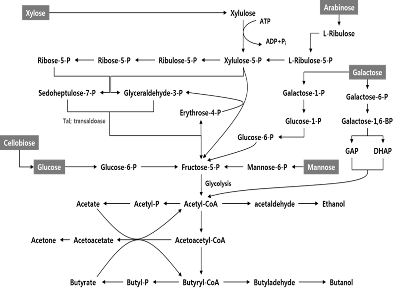 Clostridium sp. 내에 대사과정 [M. D. Servinsky et al., 2010]