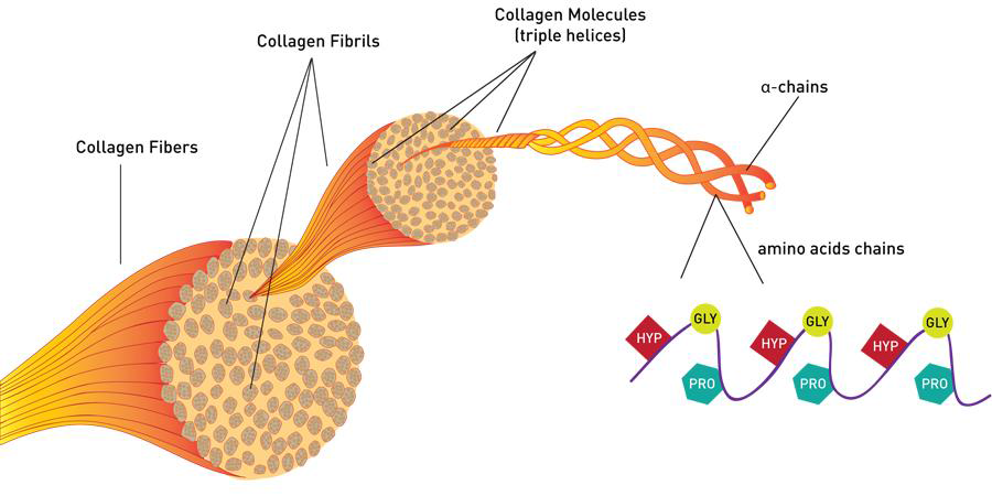 콜라겐의 3중 나사선 구조