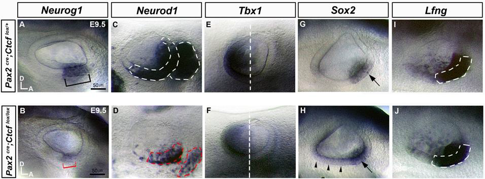 Whole mount in situ hybridization 기법을 이용하여 Pax2-Cre; CTCF-flox 마우스의 초기 내이 발생 동안 유전자발현양상