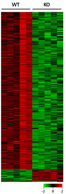 Microarray 기 법을 이용한 Pax2-Cre; CTCF-flox 마우스 이소 포 transcriptome 분석. 대조군(WT)의 유전자 발현과 비교하여 Pax2- Cre; CTCF-flox 마우스 의 이소포에서 많은 수 의 유전자 발현이 감소 하였음을 보여줌