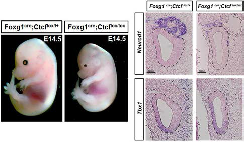 Foxg1-Cre;CTCF-flox마우스 배아 뇌의 결함과 청신경 발생의 결함