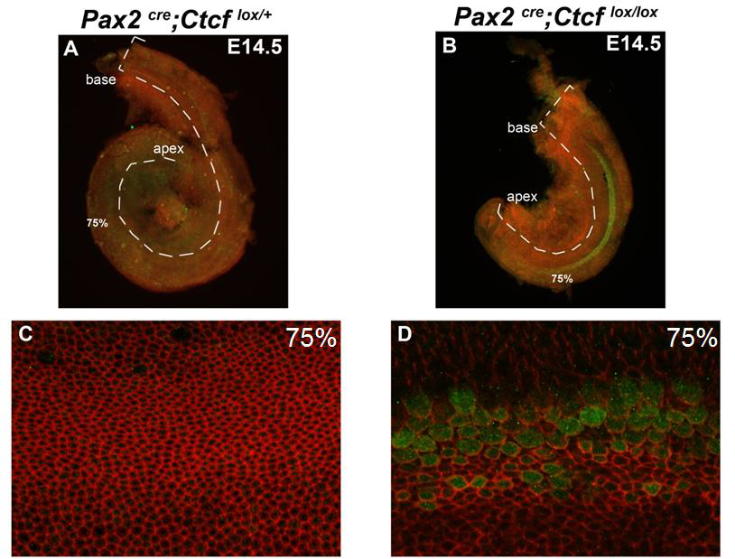 유모세포 분화가 시작될 때 Pax2-Cre; CTCF-flox 마우스에서의 미성숙한 청각유모세포