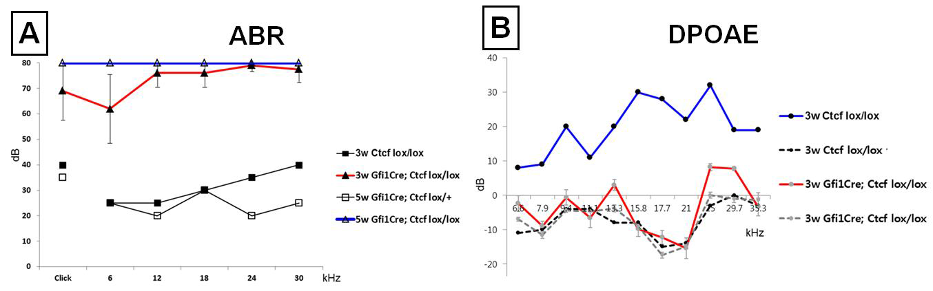 ABR, DPOAE 기법을 이용하여 Gfi1-Cre;CTCF-flox마우스의 청력 측정