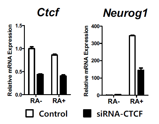 P19 세포에서 retinoic acid에 의한 Neurog1 유전자 발현 조절