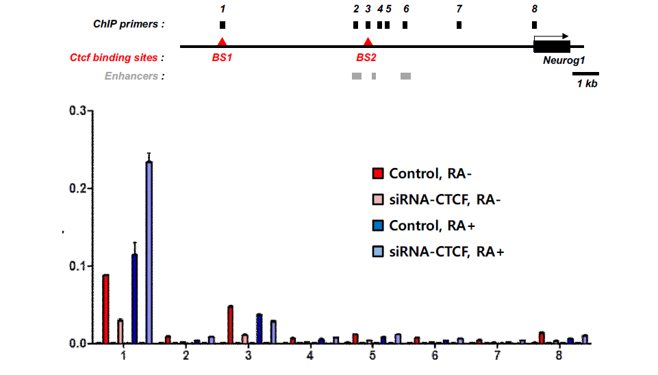 Neurog1 유전자 부위에서 CTCF 결합 cis-element 탐색
