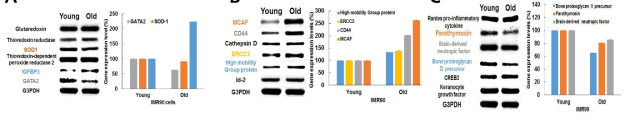 Expression analysis of genes related to aging in young and old cells using RT-PCR.