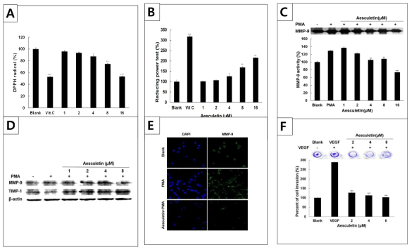 Effect of aesculetin on cell Invasion through inhibition of MMP-9 activity and antioxidant activity.